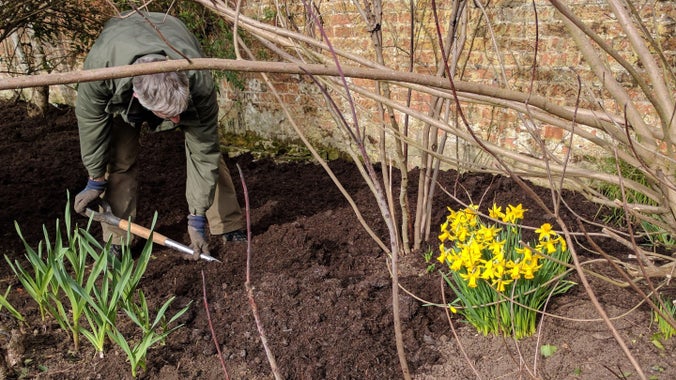 A volunteer mulches the rose garden border alongside a wall at Polesden Lacey, Surrey, with a big clump of daffodils blooming alongside
